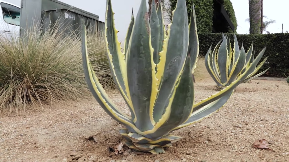 agave-2