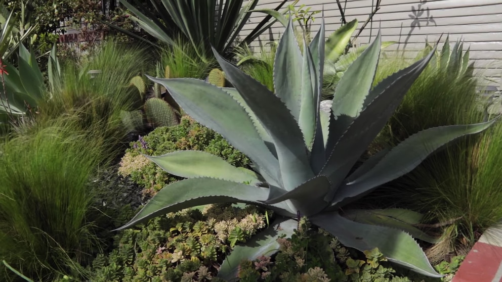 agave-3