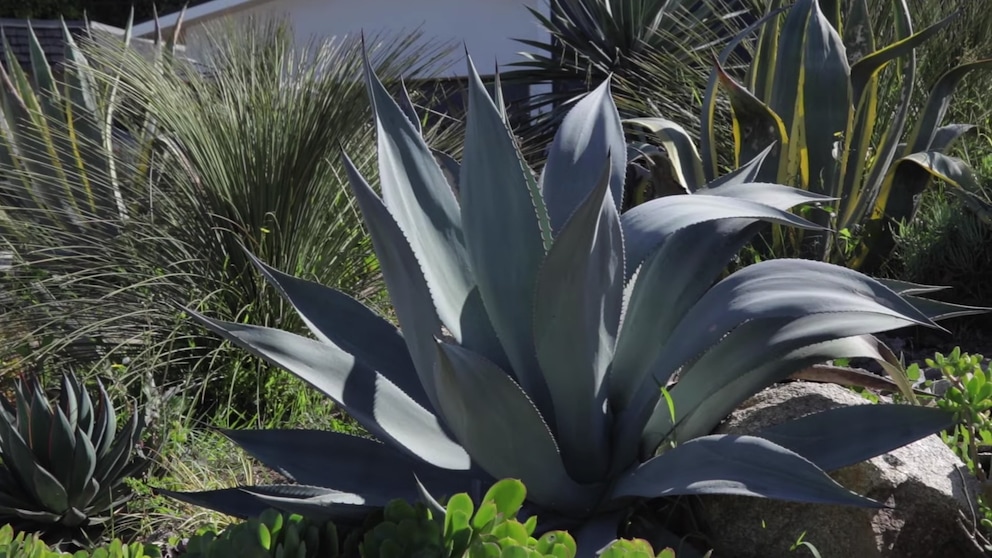 agave-4