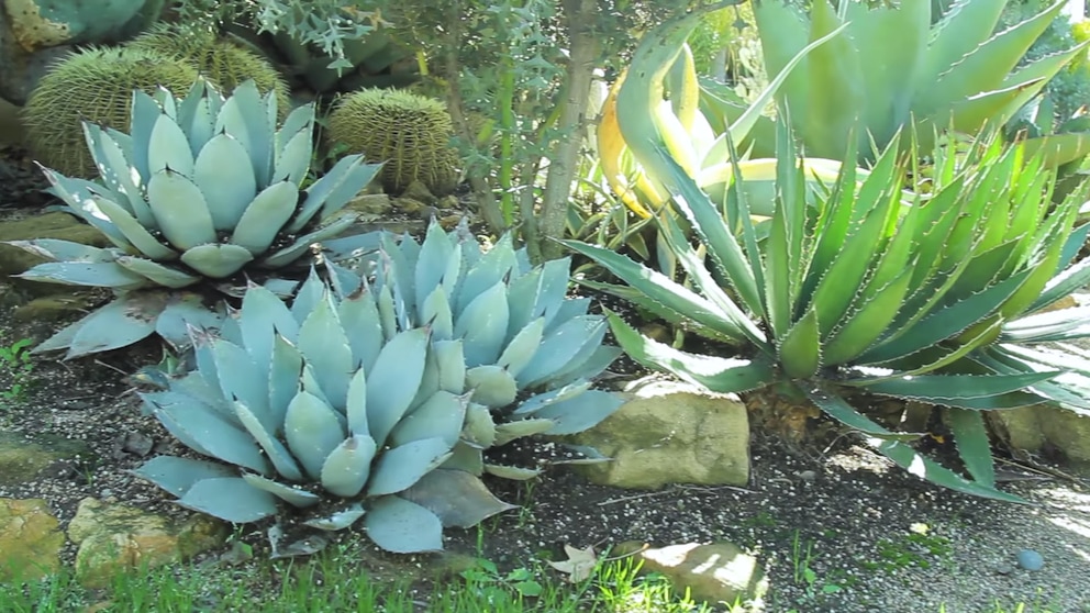 agave-5