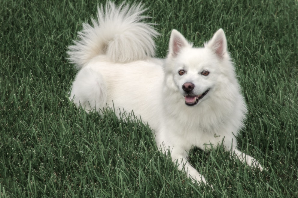 caini-american-eskimo