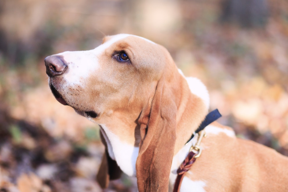 caini-basset-hound