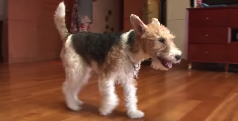 caini-bterrier