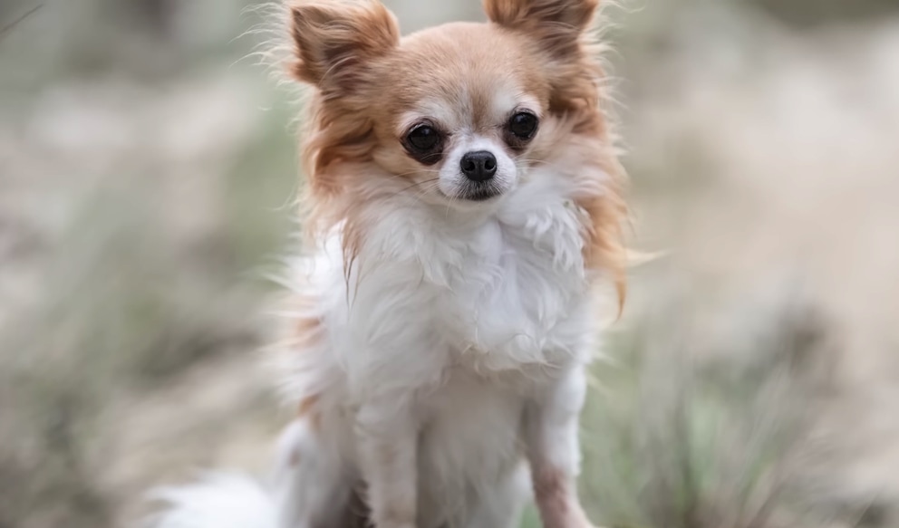 caini-chihuahua