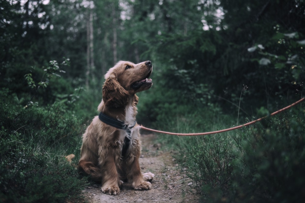 caini-cocker-spaniel