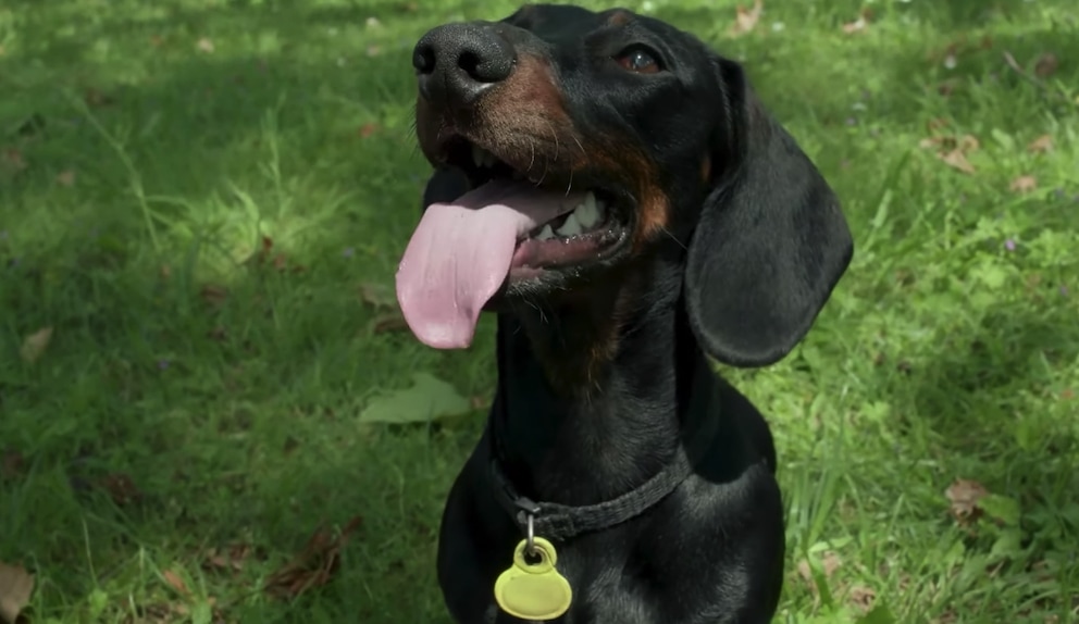 caini-dachshund