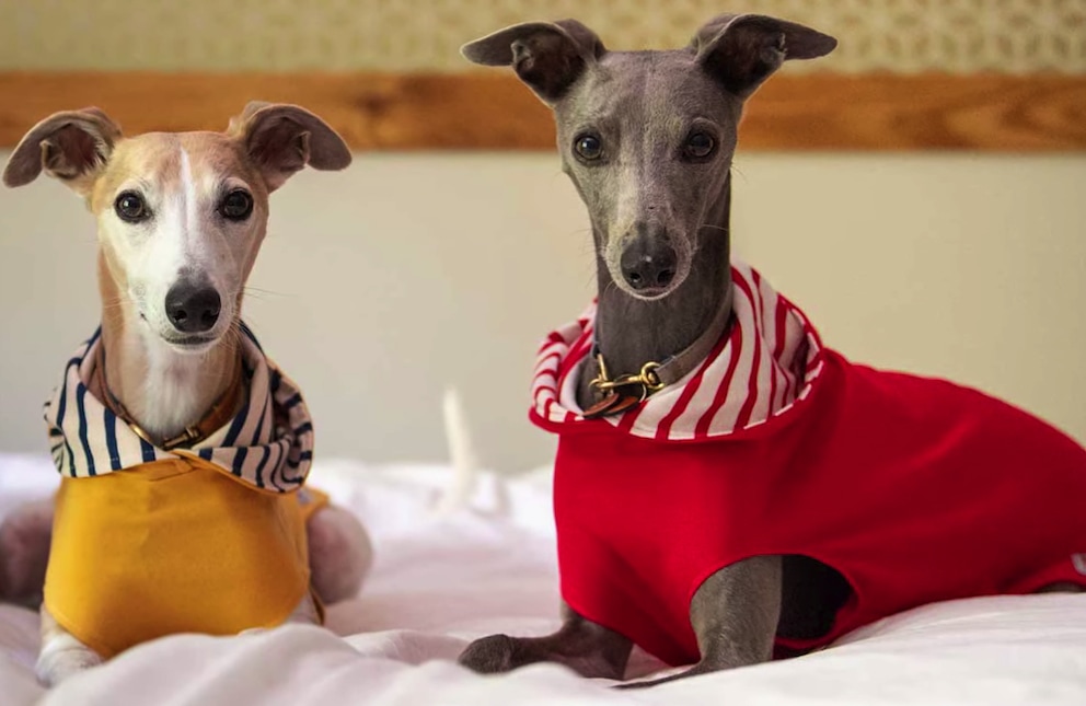 caini-greyhound