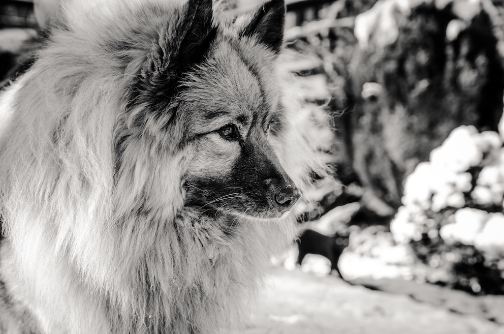 caini-keeshond