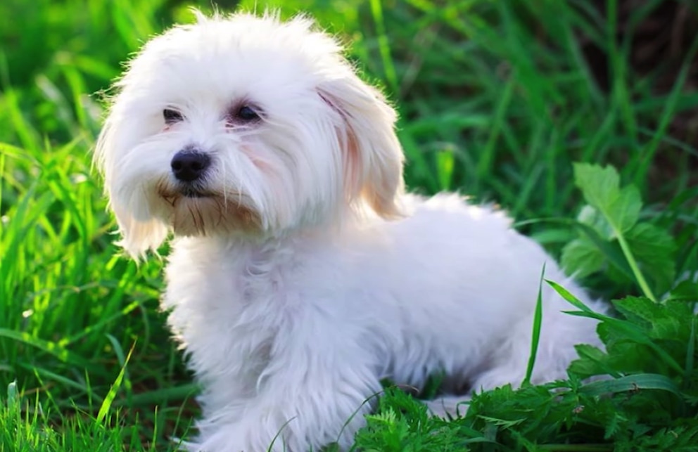 caini-maltese