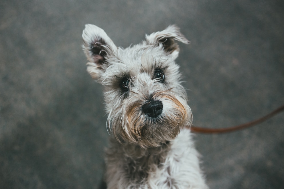 caini-miniature-schnauzer