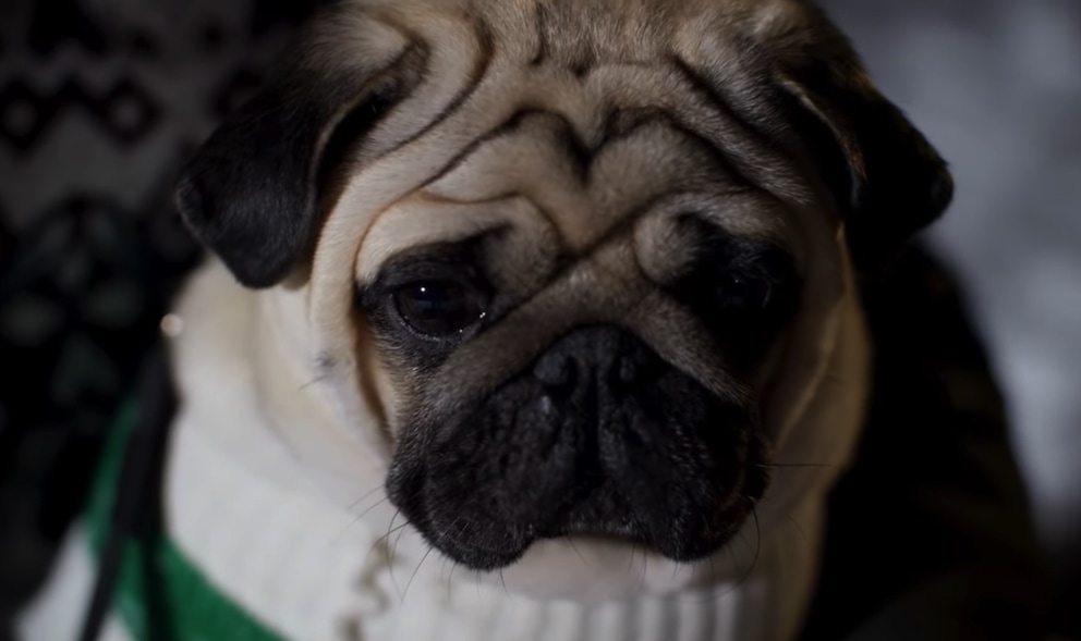 caini-pug