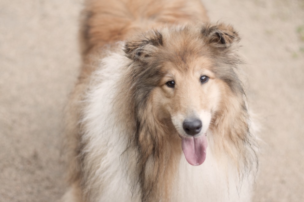 caini-shetland-sheepdog