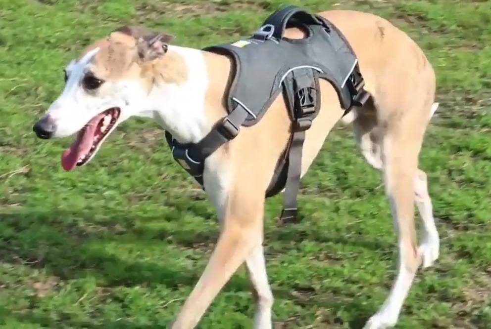 caini-whippet