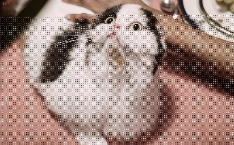 cat-0