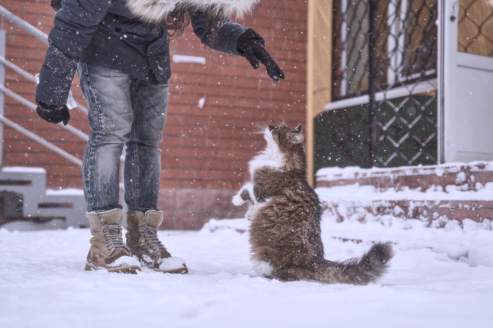cat-good-1