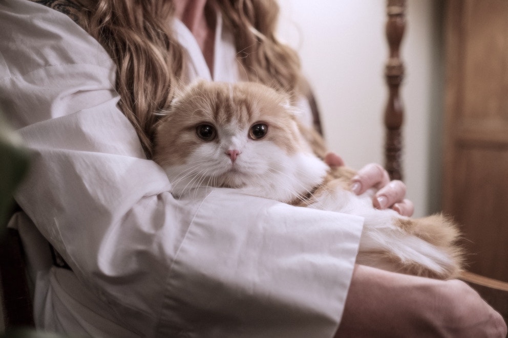 cat-good-2