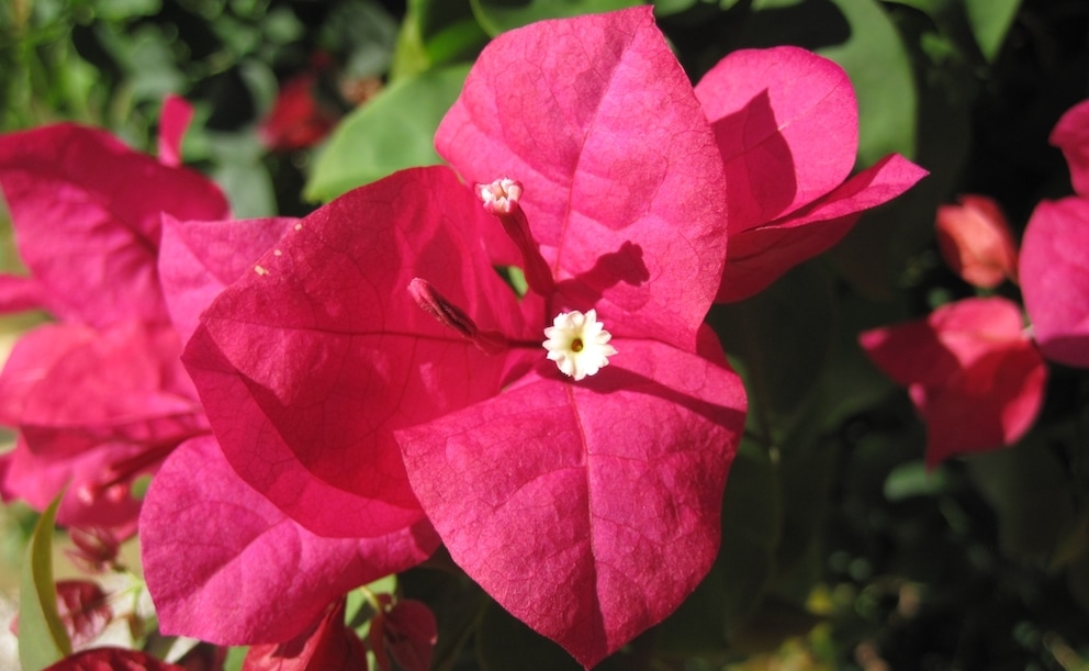 floare-hartie-2