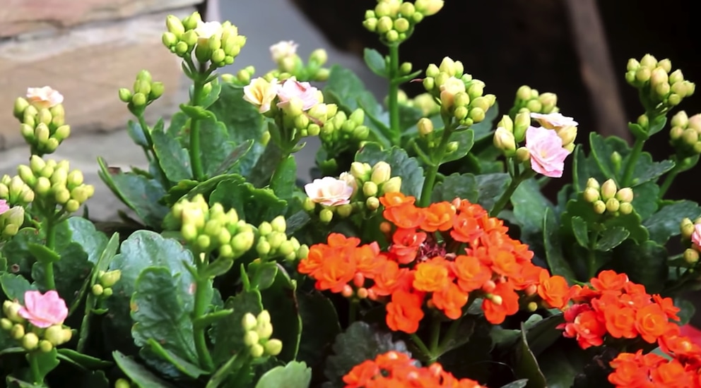 kalanchoe-1