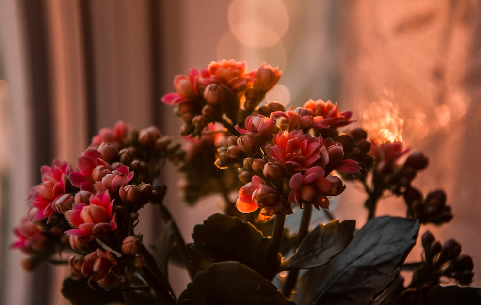 kalanchoe-3