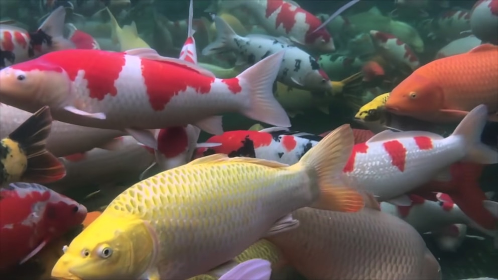 koi-2