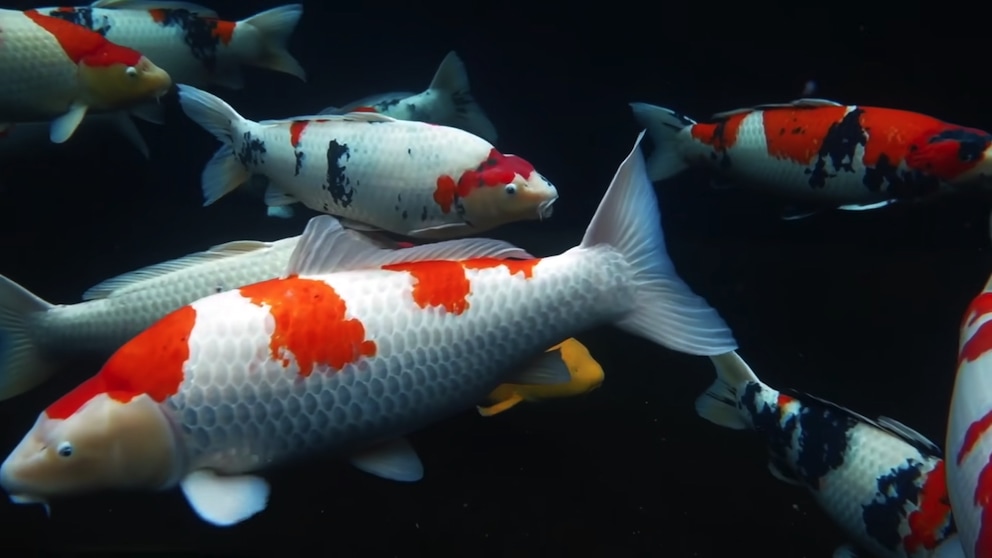 koi-3