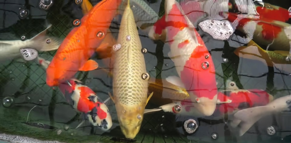 koi-5