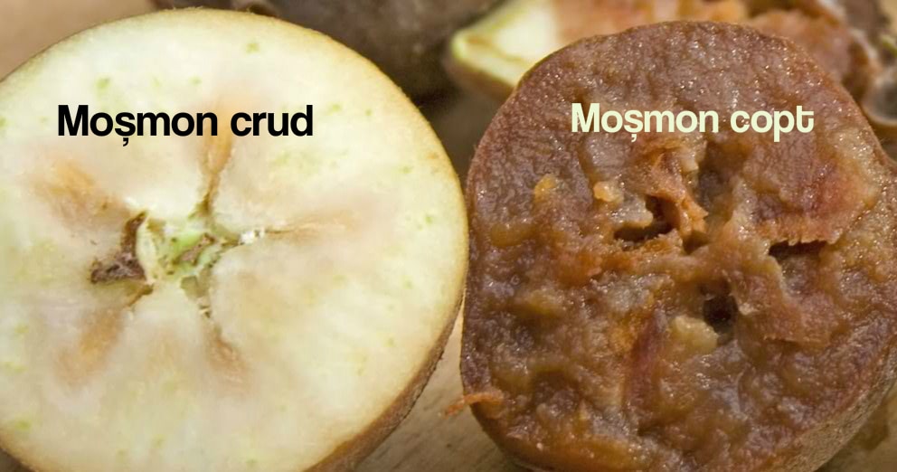 mosmon-5