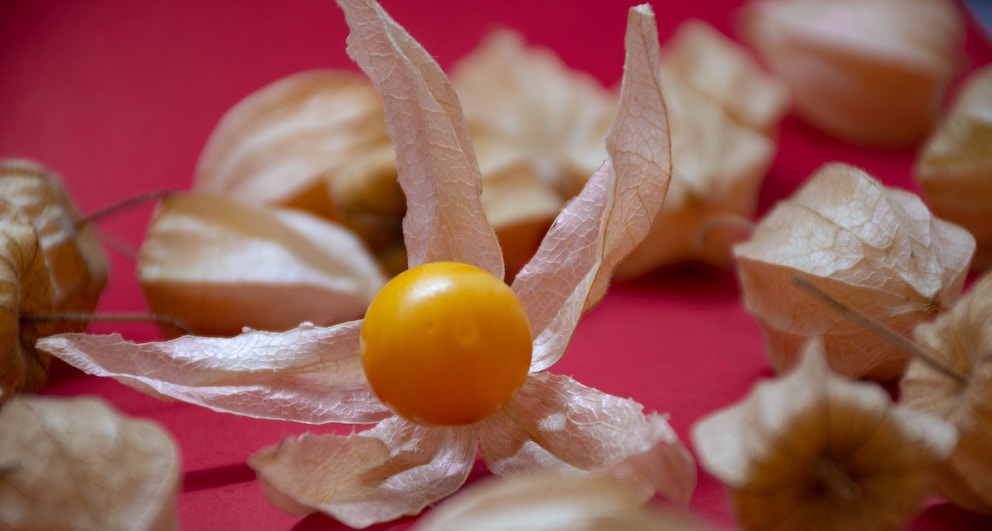 physalis