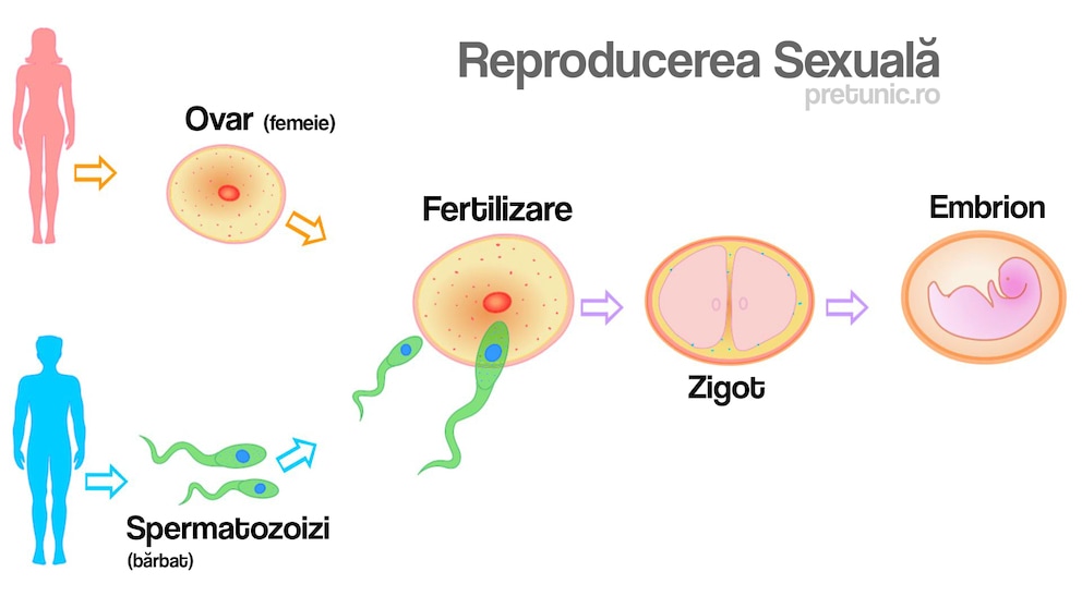 reproducere-sexuala